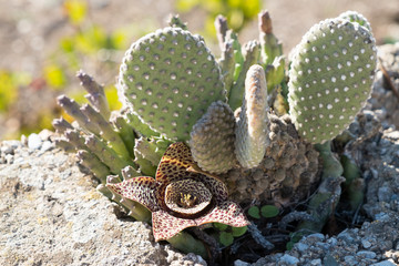 Orbea variegata Stapelia Starfish Cactus