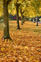 Naklejka premium autumn