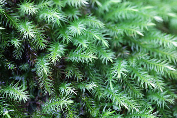 close up of sphagnum moss in rain forest background.
