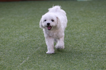 Fun puppies in a private playground