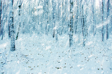 Fototapeta na wymiar Winter forest on sun