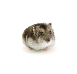 Dwarf hamster on white
