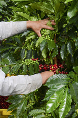 Farmer harvesting coffee beans. Traditionally, picking the red bean	