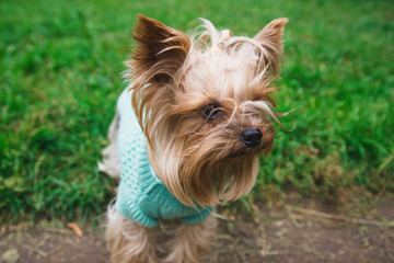 Yorkshire Terrier in a turquoise knitted sweater. green lawn