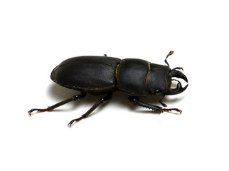 black beetle  on white