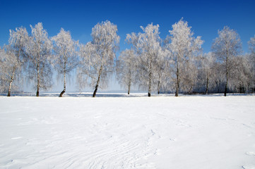 field of snow