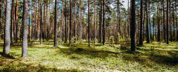 Obraz premium Beautiful wild forest