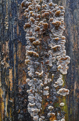 Mushroom on tree 1