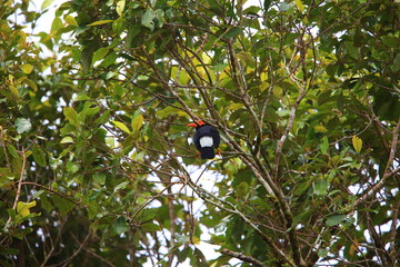 Long-tailed myna (Mino kreffti) in Solomon Island