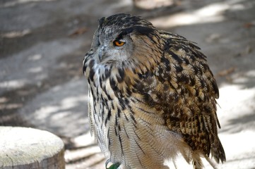 Parque Natural del Monasterio de Piedra en Nuévalos España