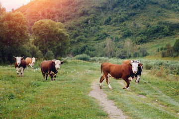 Fototapeta na wymiar Herd of cows and bulls graze against the background of green hills and mountains. Concept farm