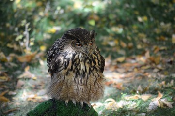 Parque Natural del Monasterio de Piedra en Nuévalos España