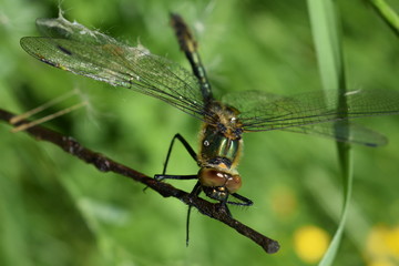 Green Insect Dragonfly Cordulia aenea nature 