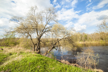 View of the river Shelon. Pskov region