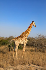 Naklejka na ściany i meble Healthy giraffe in South Africa.