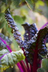 Mangold mit rotem Stiel