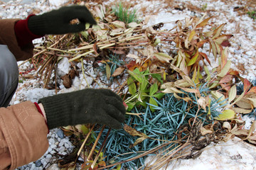 Woman hands covering cultivar carnations on alpine garden with cut peony leaves against winter...