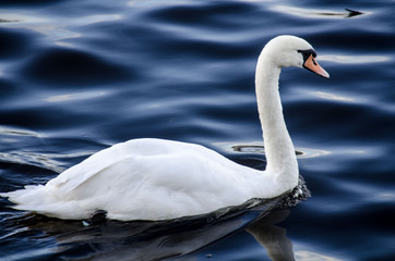 Weißer Schwan in Hamburg