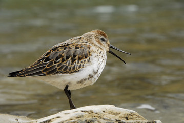 Alpenstrandläufer am Ufer