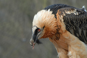 Bartgeier beim Fressen