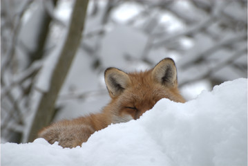 Fuchs im Schnee