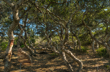 Elfin Forest in Los Osos, Morro Bay State Marine Reserve, Morro Bay, San Luis Obispo County Parks,...