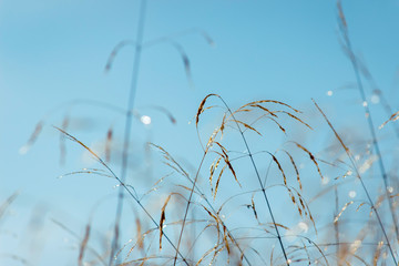 Long grasses meadow closeup. Selective focus. Atmospheric shot with sunset soft yellow light.