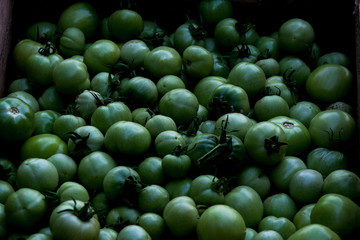 Green tomatoes ripen
