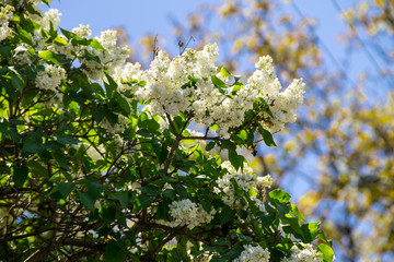 White lilac flowers on a bush