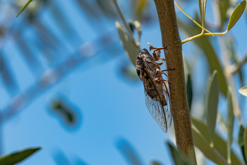 Cicada on tree branch.