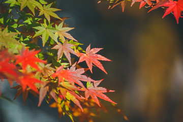 Autumn color change is season colorful, with red and yellow leaves alternates, beautiful nature bokeh background in Eikando temple, Kyoto, Japan.