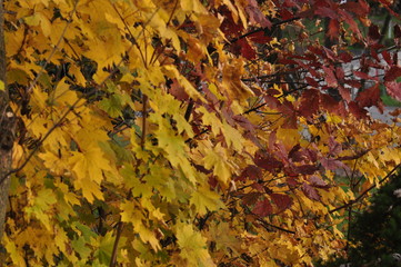 Monroeville PA Fall Leaves
