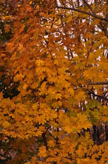 Monroeville PA Fall Leaves