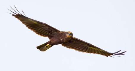 Western Marsh harrier looks concerned in solemn flight