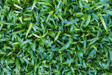 Beautiful Green Grass Background