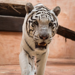 White tiger