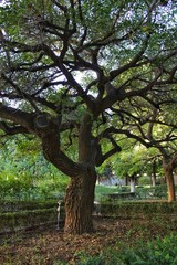 Fototapeta premium Green vegetation and tree trunk in the garden