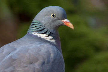 Common wood pigeon very close portrait with detailed face and eyes