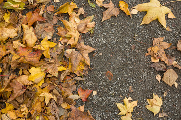 Top view on colorful dried leaves on the ground. Autumn in the park.