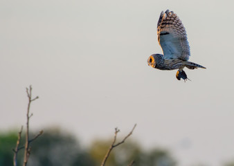 Long-eared owl flies with captured mouse in claws at the sunset