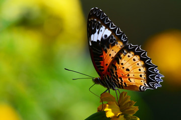 Orange butterfly on flower and green background