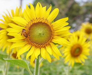 Obraz premium Sun flower and bee.