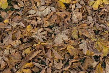 Late autumn brown faded horse chestnut leaves background