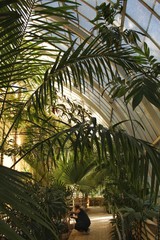 Fototapeta na wymiar Greenhouse with palm trees in Valencia