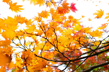 Autumn leaves