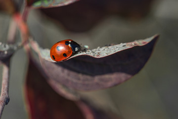 Ladybug eating aphid
