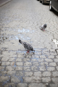 Pigeons on an ancient stone pave drink water from a puddle