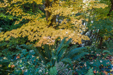 Fall Leaves And Ferns