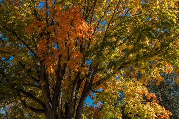 Golden Autumn Tree 3