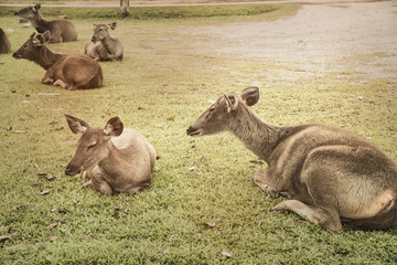 sick deer at the neck are on the yard